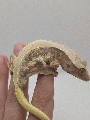 Correlophus ciliatus (Kronengecko) NZ 2025 1.0
