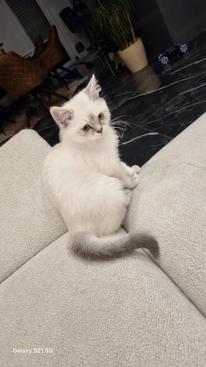 BKH  kitten Bild 2