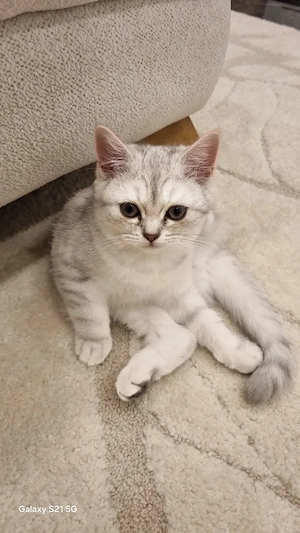 BKH  kitten Bild 8