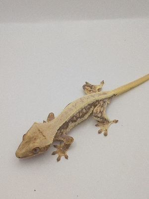Correlophus ciliatus (Kronengecko) NZ 2025 1.0