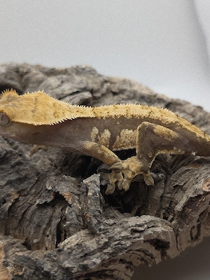 Correlophus ciliatus (Kronengecko) NZ 2025 0.1