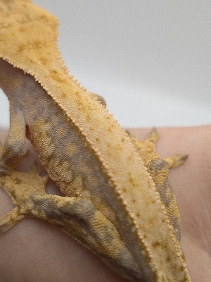 Correlophus ciliatus (Kronengecko) NZ 2025 0.1