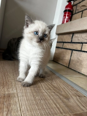 Süße Babykatze 