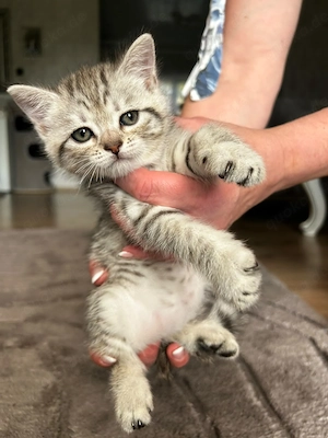 Süße Babykatze 