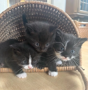 EKH Kitten Schwarz und Schwarz Weiß