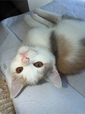 BKH Kitten    Tortie   Blue-Cream   Bicolor | genetisch getestete Mama