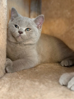 6 süße BKH Kitten suchen ein liebevolles Zuhause