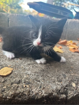 EKH Kitten Schwarz Weiß
