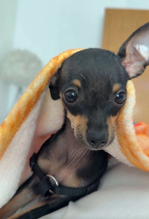 Mini Toy Terrier 