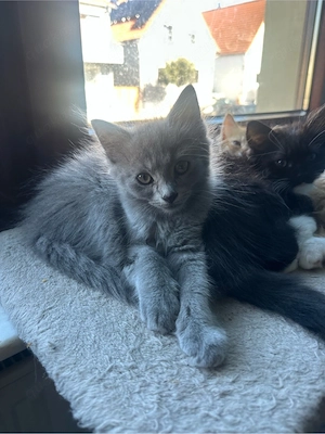 Maine coon Glückskatze Mix 