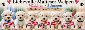 Liebevolle Malteser-Welpen   4 Mädchen & 3 Jungen