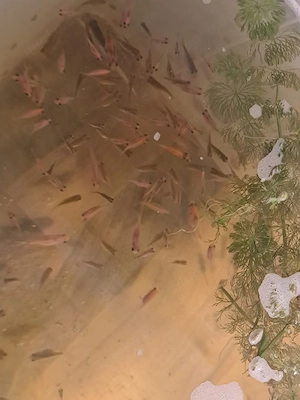 schubunkin gold fische babys