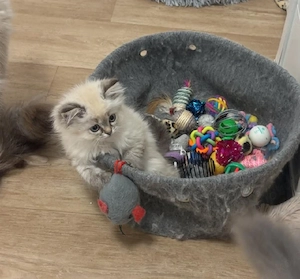 Point kitten BLH BKH suchen ein Zuhause 
