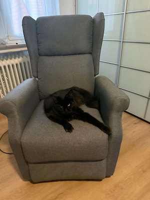 2 wunderschöne Maine-Coon-Schwestern (18 Monate) suchen gemeinsames Zuhause