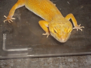 Leopardgecko. Weibchen.