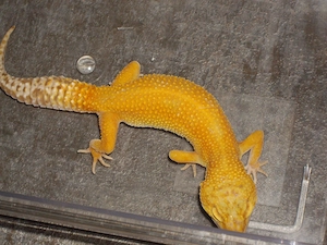 Leopardgecko. Weibchen.