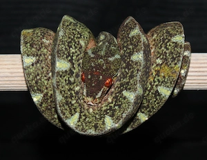 Morelia Viridis "All in" Linie
