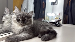 katze, britische Langhaar