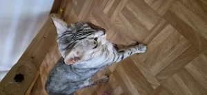 Katze in liebevolle erfahrene Hände abzugeben 