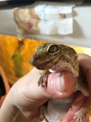 Leoparden Gecko
