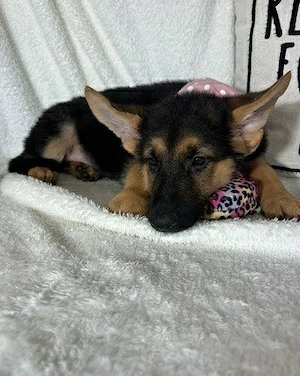 Entzückende Deutsche Schäferhund-Welpen, bereit für den Einzug in ein liebevolles und fürsorgliches 