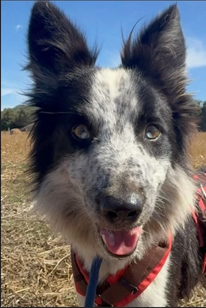 Lino, Border Collie - braucht kundige Menschen,da er durch seine Vergangenheit sehr verunsichert ist