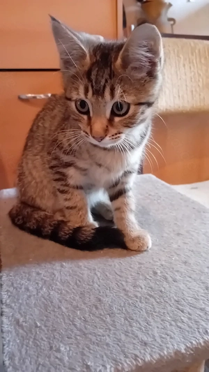 1 niedliches Katzenbaby   Mädchen 