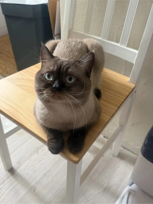 Britisch kurthaar tricolor kater
