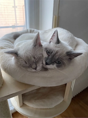 Wunderschöne BKH Kater suchen ein neues zu Hause