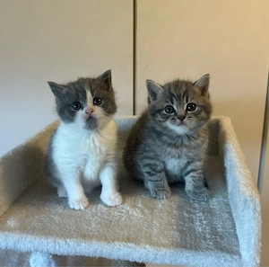 Bkh kitten 