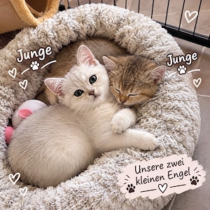 wunderschöne BKH -kitten suchen ihren zu Hause  abholbereit