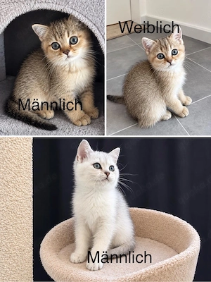wunderschöne BKH -kitten suchen ihren zu Hause  abholbereit