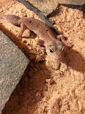 Leoparden Gecko 
