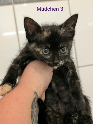 Baby katzen 2 Geschwister Mädchen 