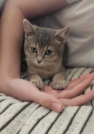 BKH Katerchen 