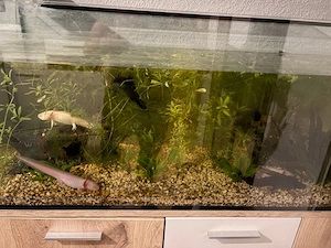 5 Axolotl 
