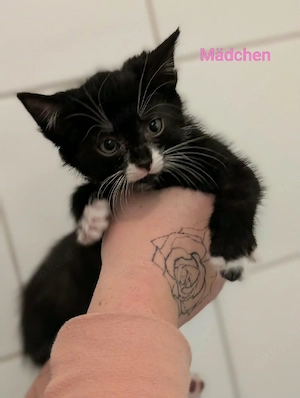 Baby katzen suchen Zuhause 