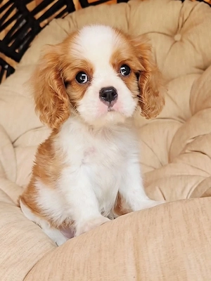 Wunderschöner Cavalier King Charles sucht ein liebevolles Zuhause 