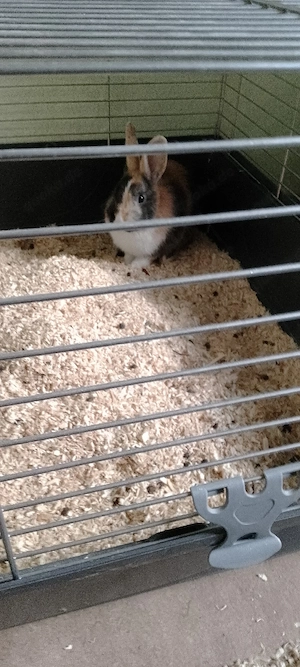 verkaufe meine beiden Kaninchen 