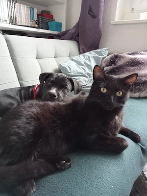 Kater 2Jahre 