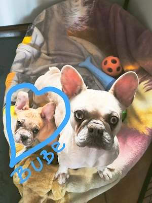 Französische Bulldogge Bube