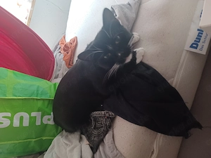 Süße schwarze Katze