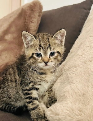 BKH mix kitten kater 