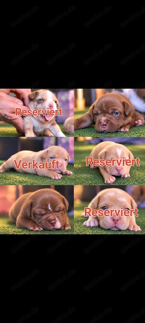 American Bully Pocket Welpen