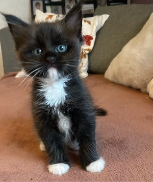 maine coon kitten kater