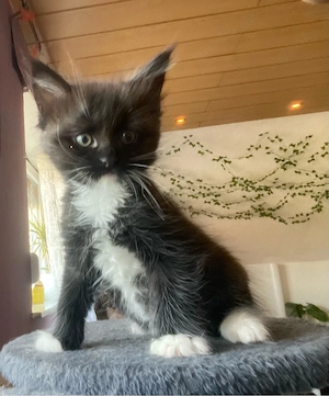 maine coon kitten kater