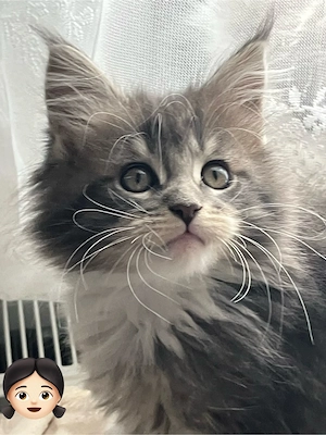 Wunderschöne XXL Maine-Coon Babys