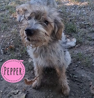 Pepper, bezaubernde Junghündin, verschmust und aktiv, Griffon Terrier Mix