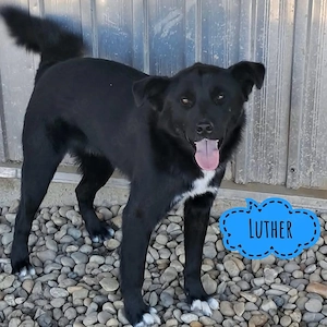 Luther, wunderhübscher Kuschelbär, Labrador Mix