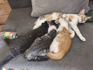 Katzenbabys Kitten 